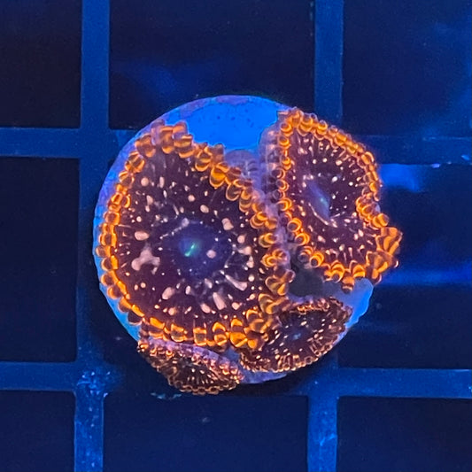 Utter Chaos Zoas