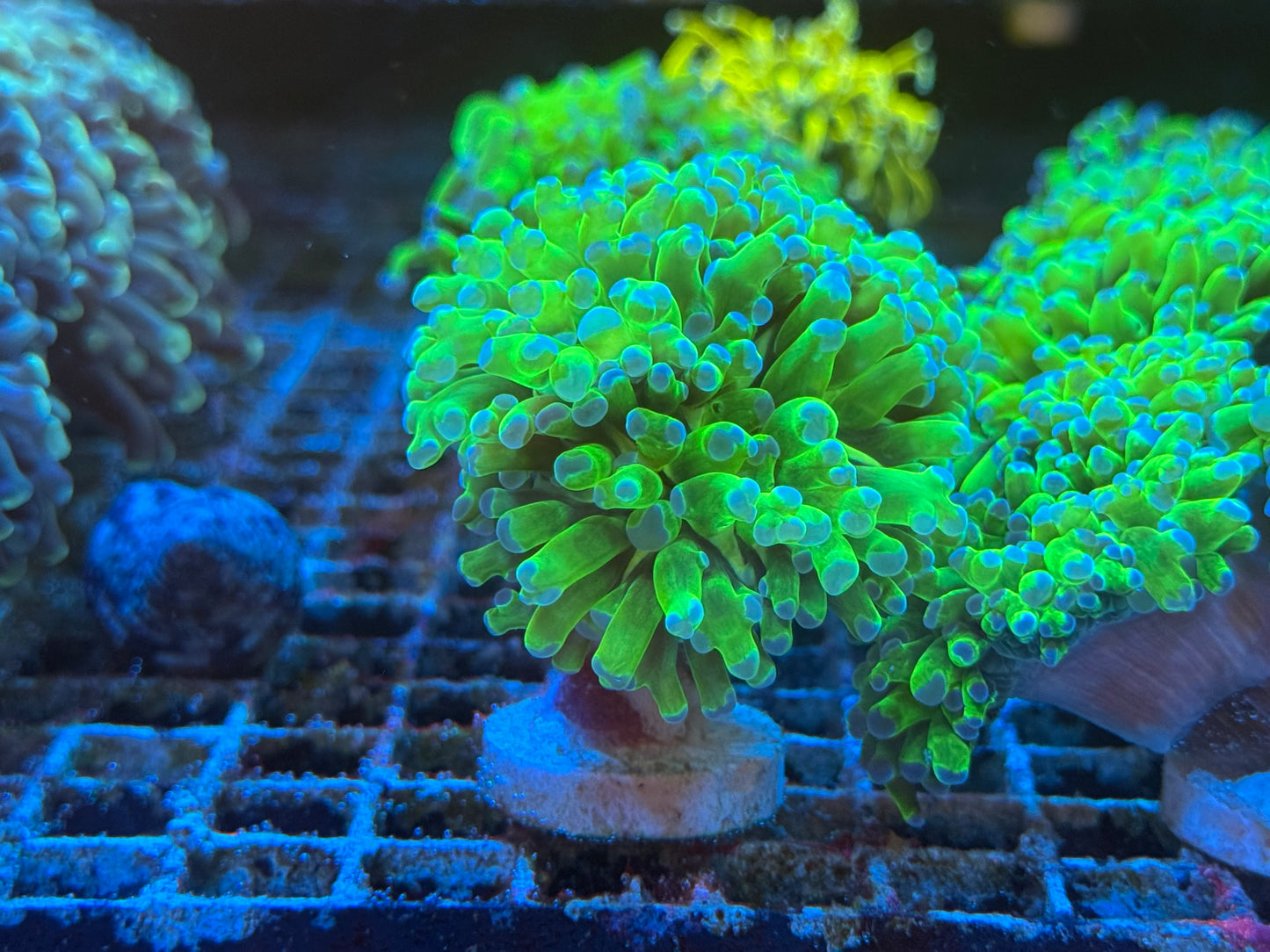 Euphyllia Pack