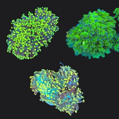 Euphyllia Pack