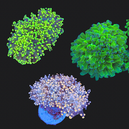 Euphyllia Pack 3