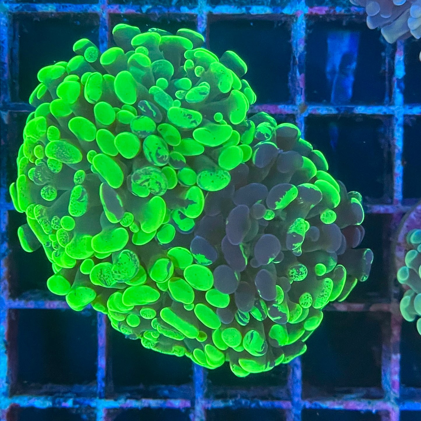 Toxic Splatter Hammer