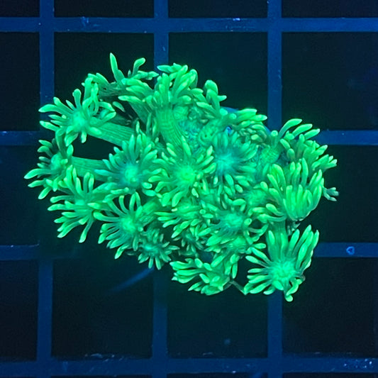 Ultra Green Goniopora