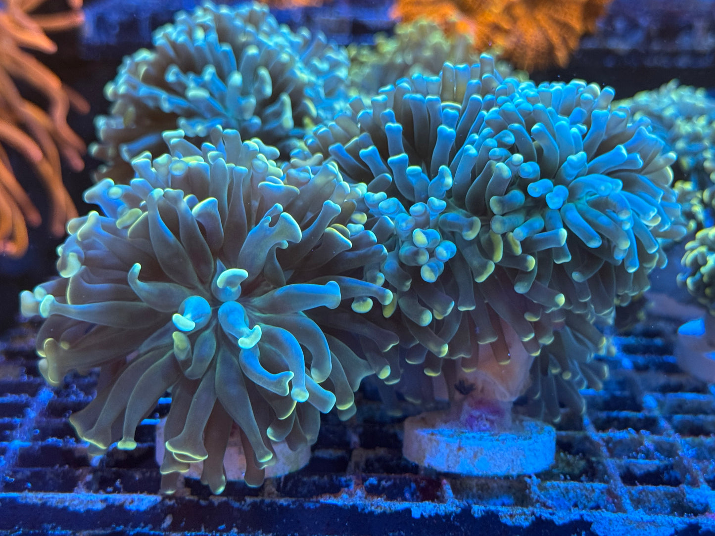 Euphyllia Pack