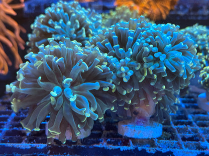 Euphyllia Pack
