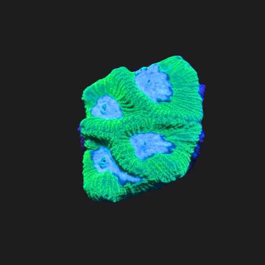 Green Favia