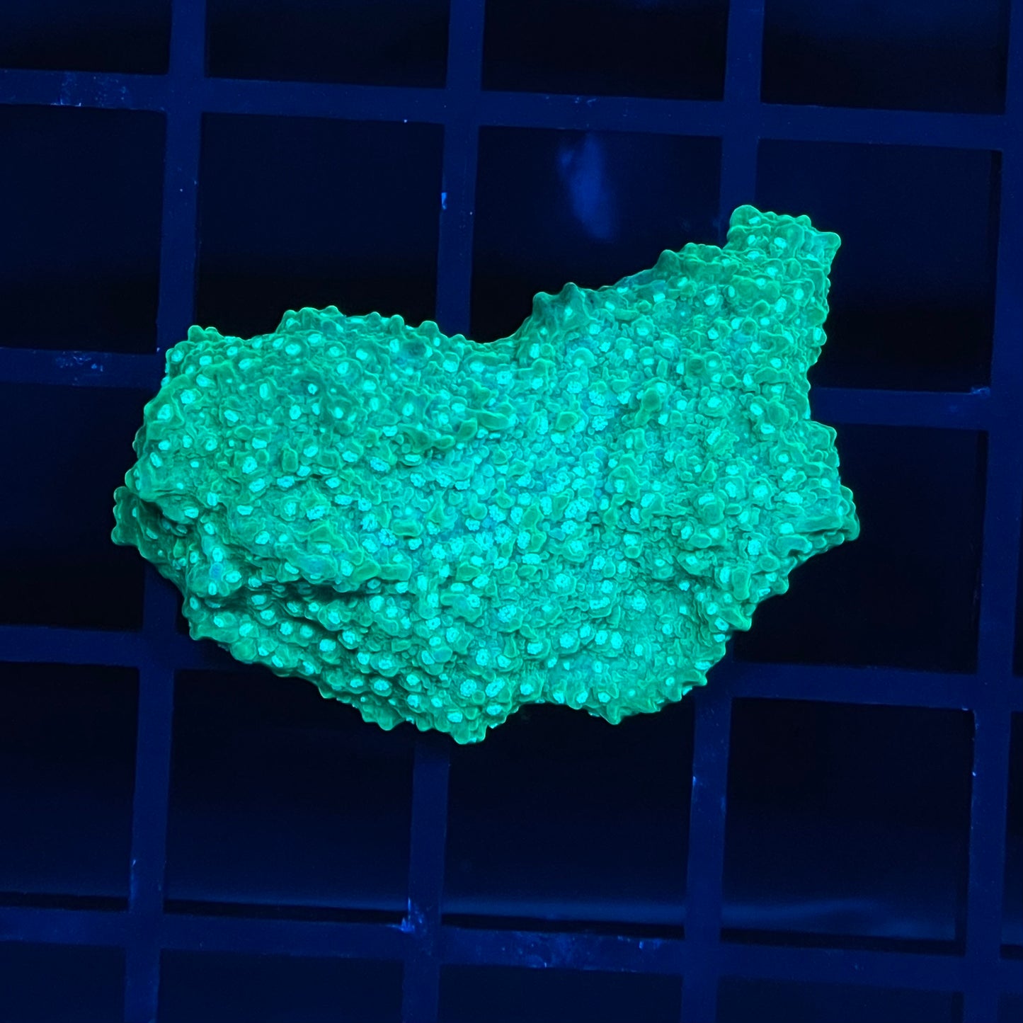 Green Plating Montipora