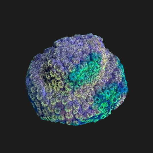 Ken’s Dusky Blush Cyphastrea