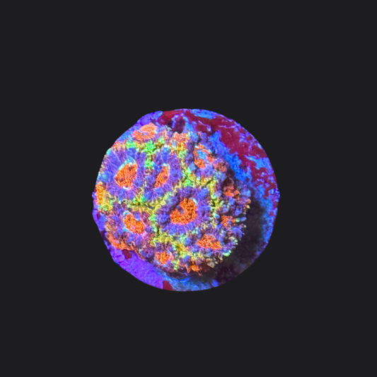 Rainbow Micromussa