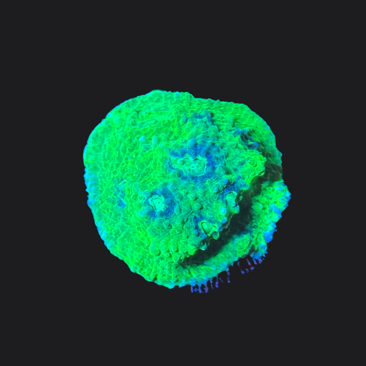Green Blue Eye Chalice