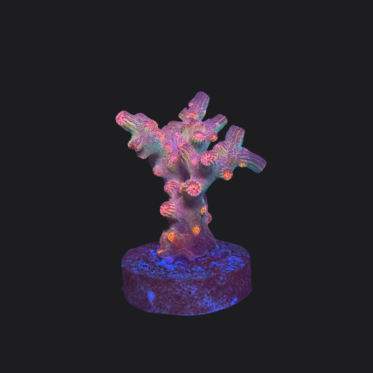 Pink Branching Cyphastrea