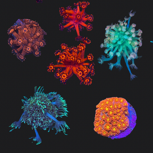 Mystery LPS & Soft Coral Pack