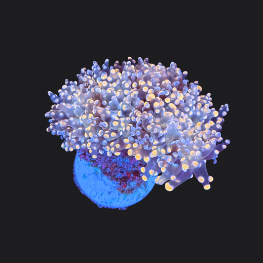 Pink Frogspawn