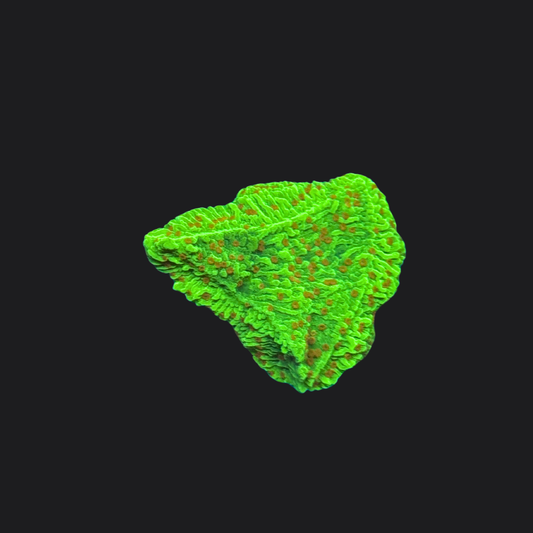 Green Chilli Pepper Montipora