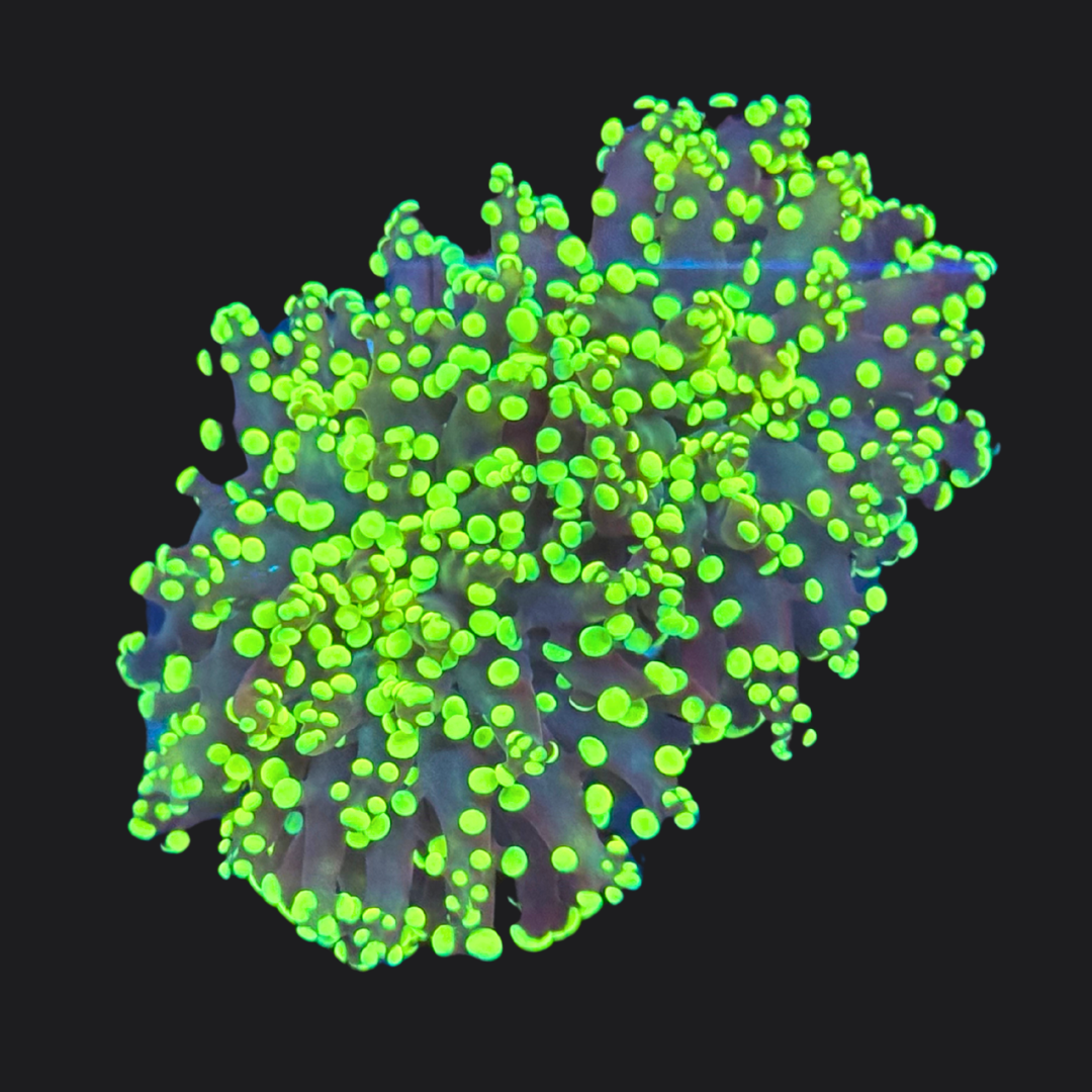 Gold Frogspawn