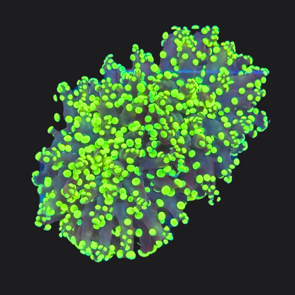 Gold Frogspawn
