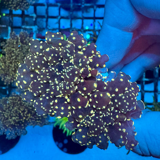 WYSIWYG Pink Frogspawn