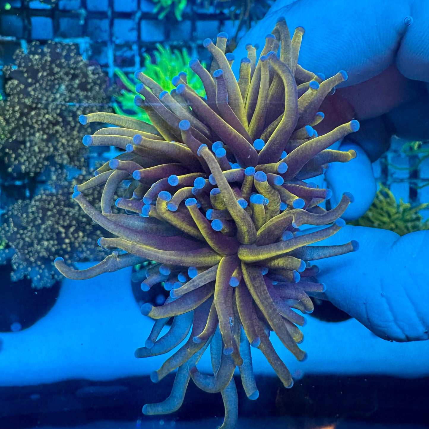 WYSIWYG Gold Torch Double Head
