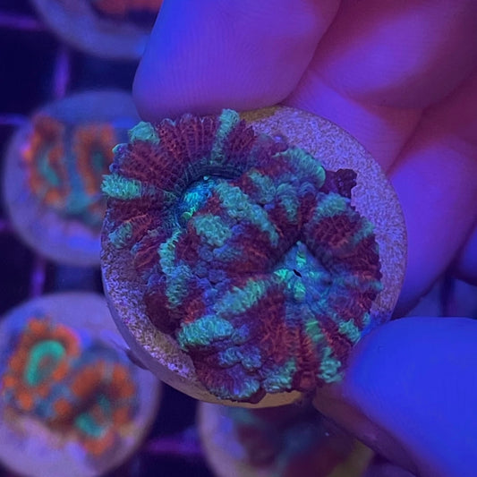 Purple & Green Stripe Acan/Micromussa