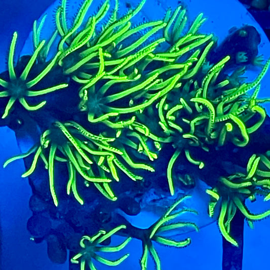 Ultra Green Star Polyp