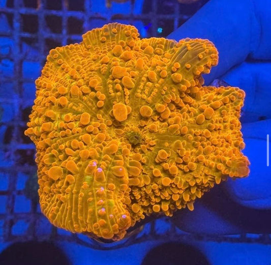 Orange Candy Crush Jawbreaker Discossoma Mushroom