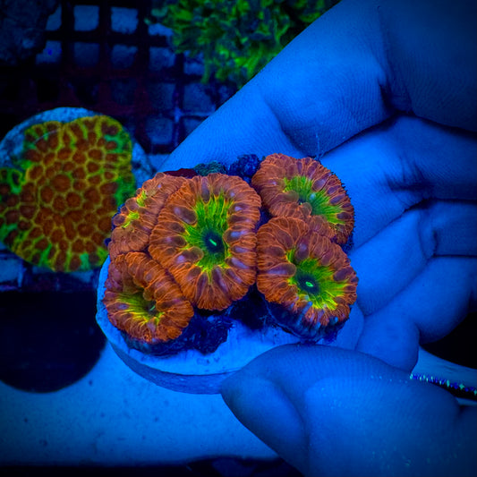 Red & Gold Blastomussa WYSIWYG