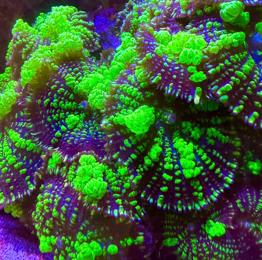 Uranium Bounce Mushrooms