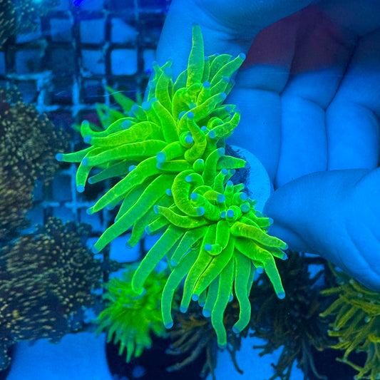 WYSIWYG Toxic Green Torch