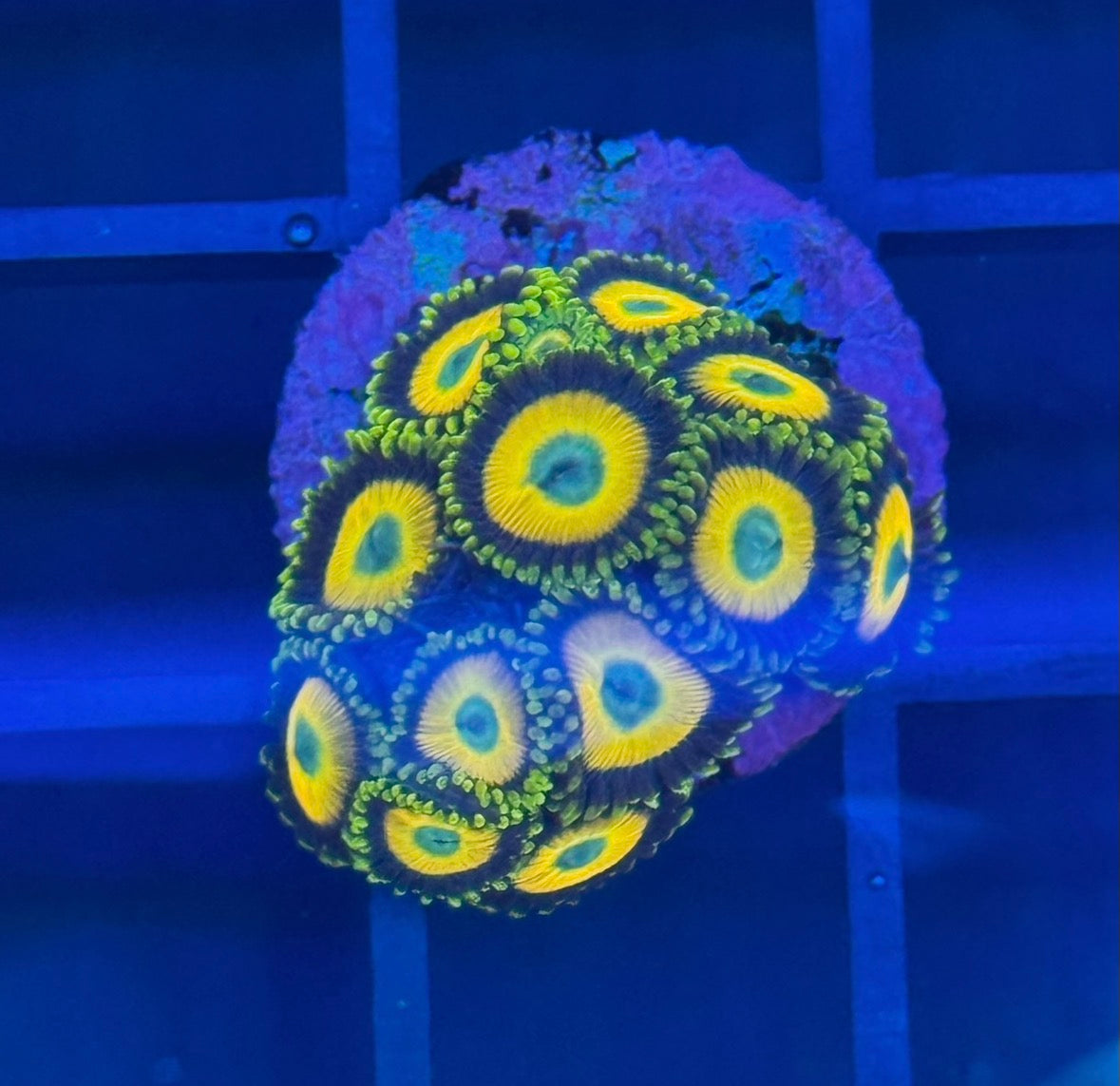 Scrambled Egg Zoas