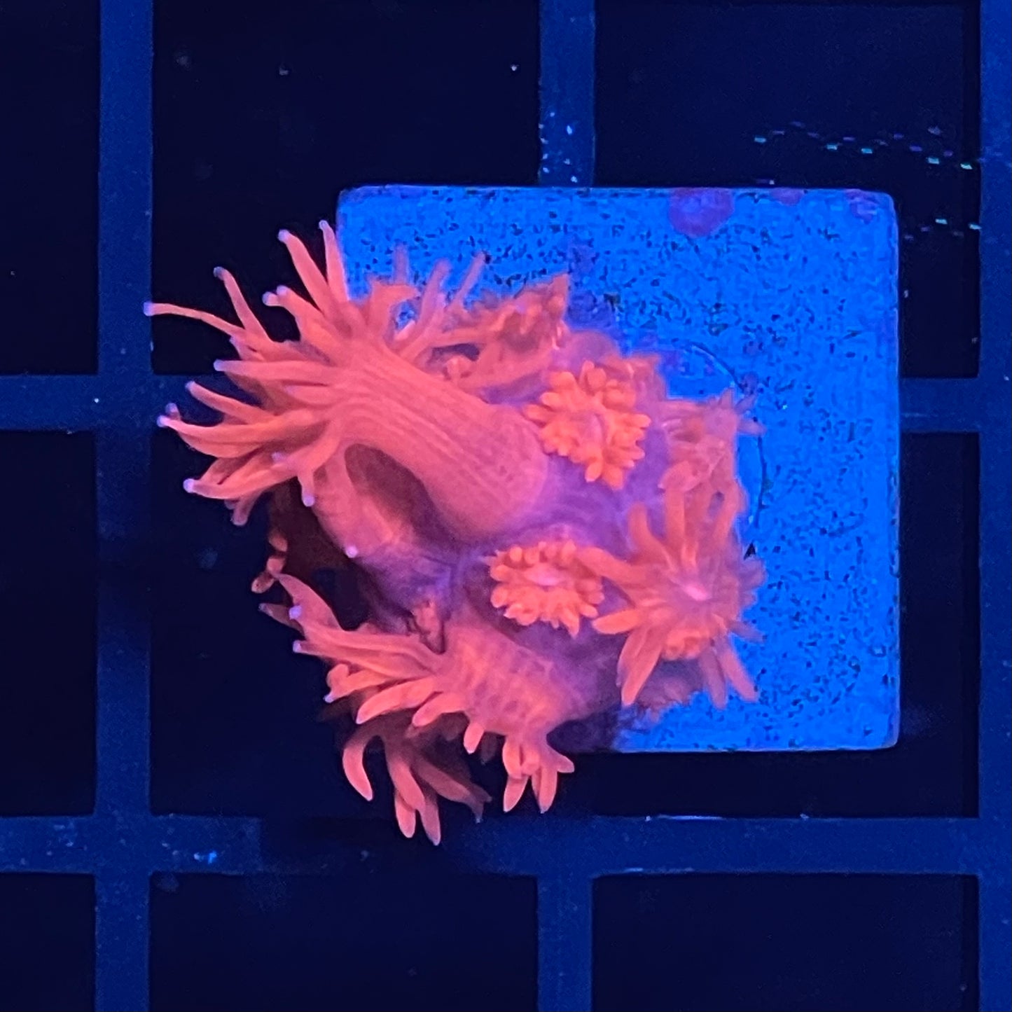 Cherry Red Goniopora