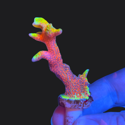 Montipora digitata Bubblegum