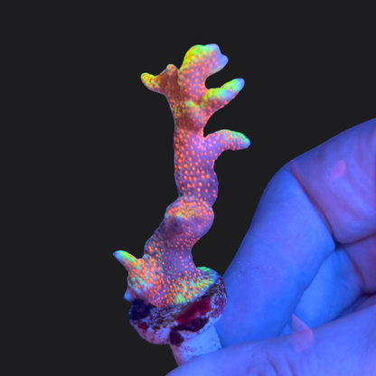 Montipora digitata Bubblegum