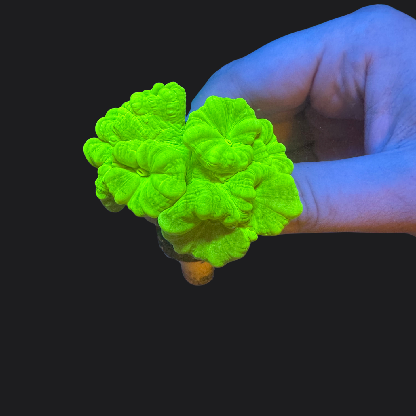Toxic Green Trumpet/Candy Cane