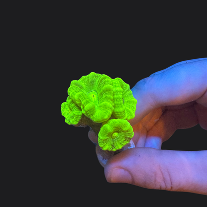 Toxic Green Trumpet/Candy Cane