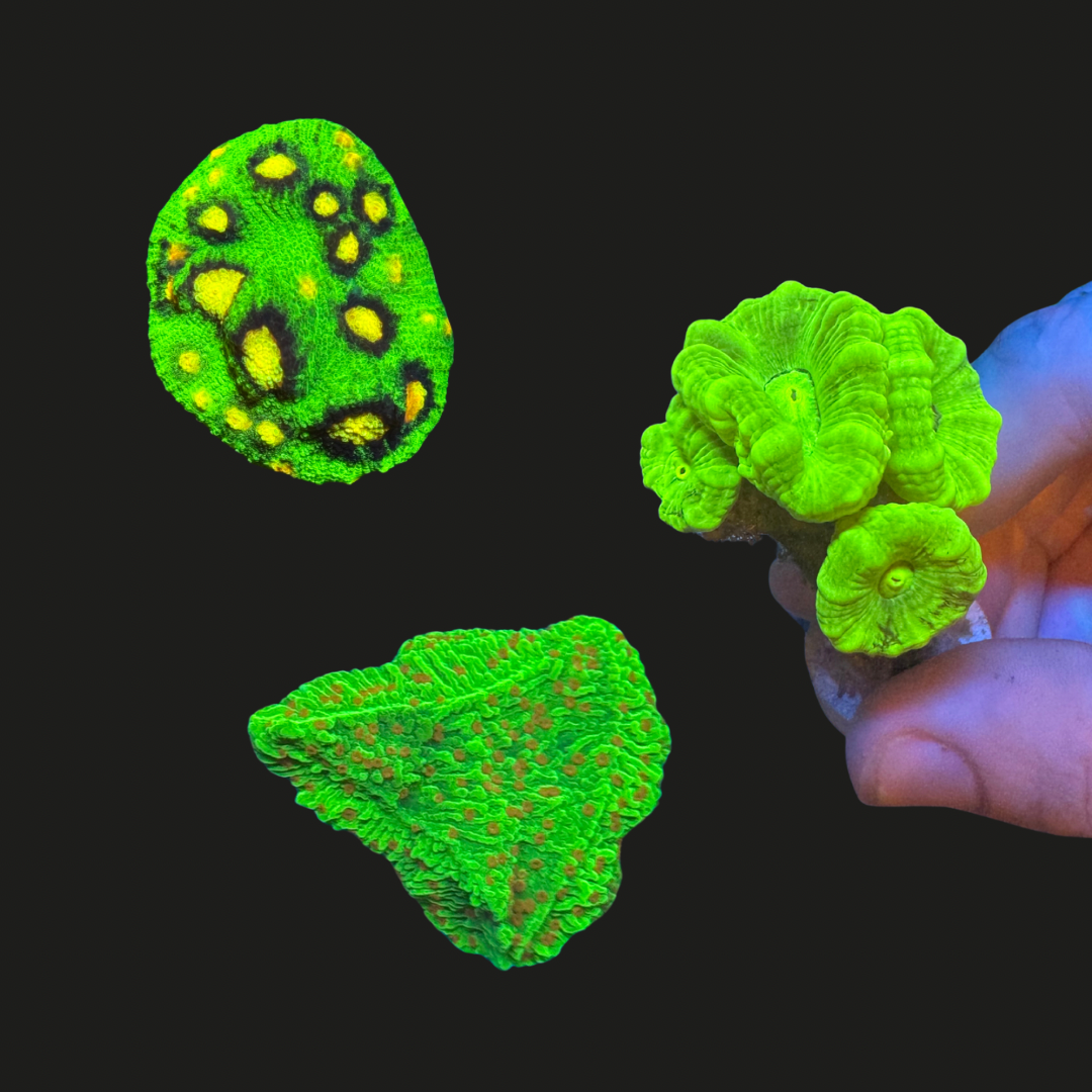 Green Coral Pack One