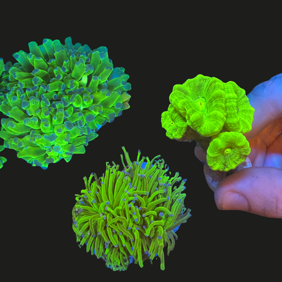 Green Coral Pack Two