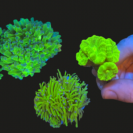 Green Coral Pack Two
