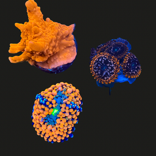 Orange Coral Pack