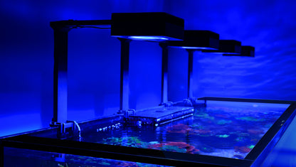 Red Sea Reefer G3