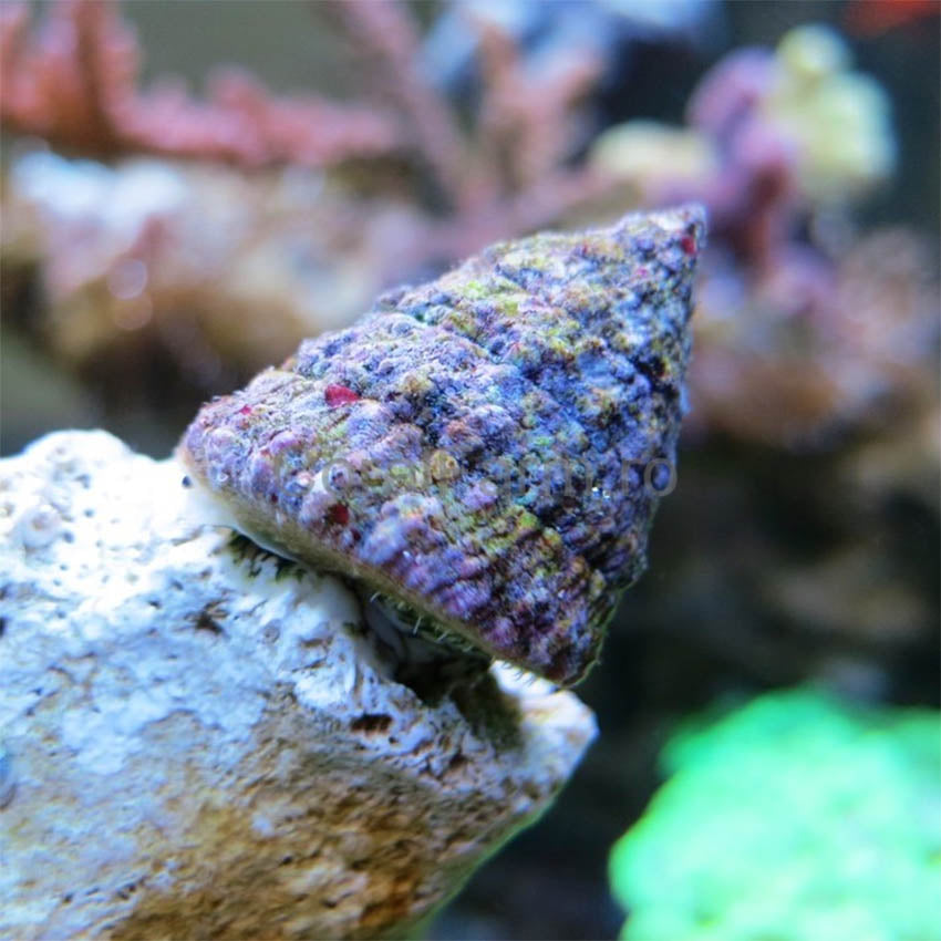 Invertebrate/Clean Up Crew Pack